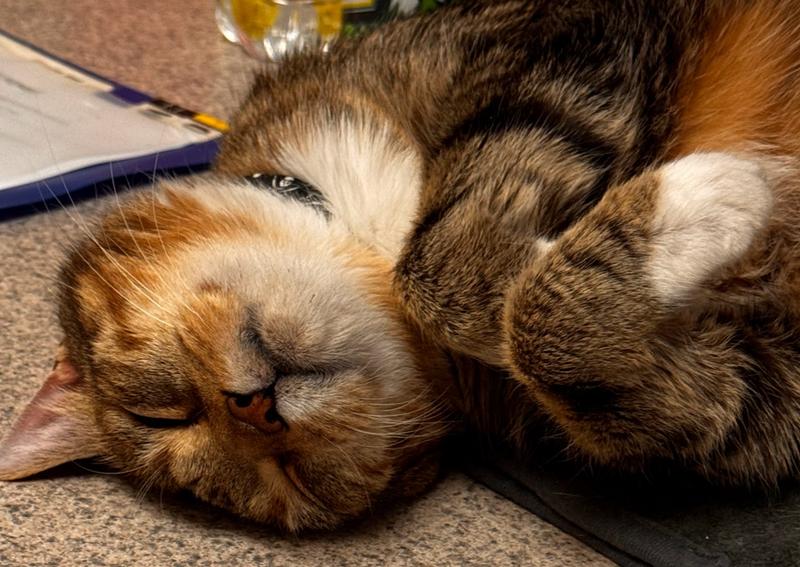 Carousel Slide 5: Ways to relax at Trusty Vet