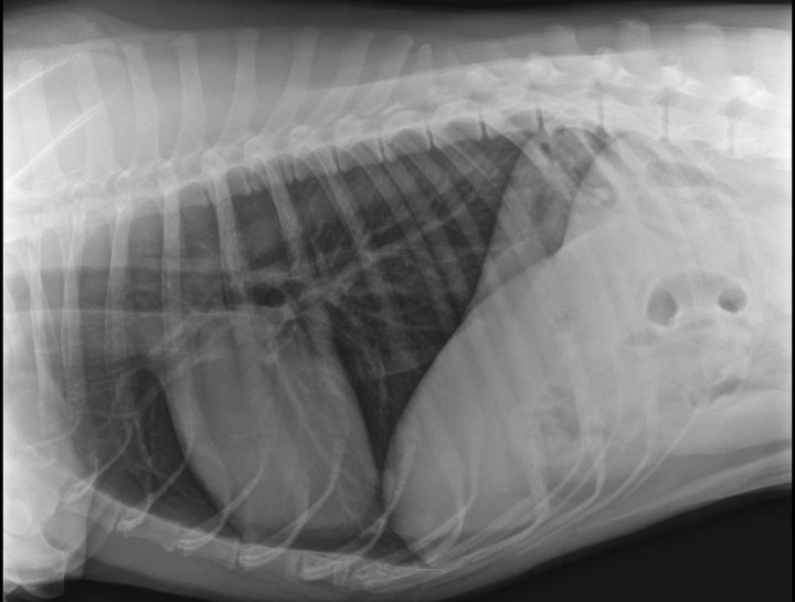 Pet Digital Radiology
