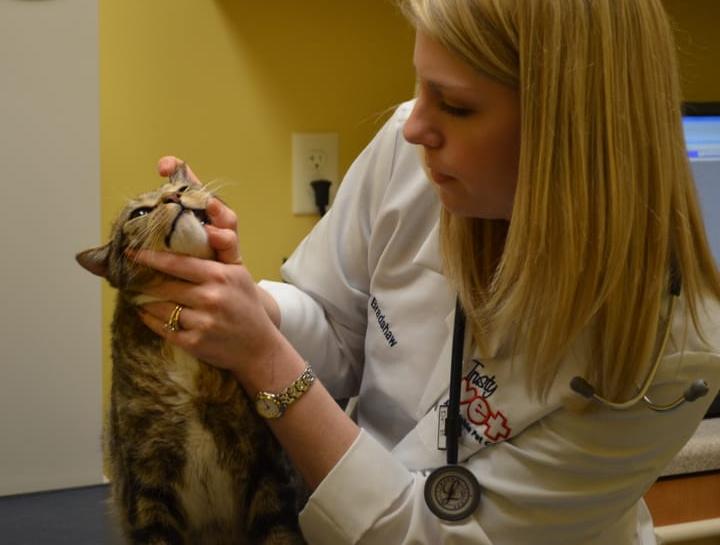 Preventive Care for Cats