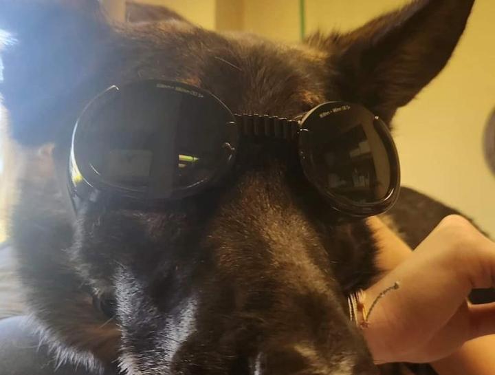 Laser Therapy for Pets