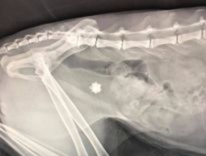 Pet Digital Radiology